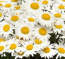 Złocień wielki Madonna Leucanthemum x superbum