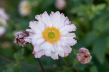 Zawilec Garden Breeze Pink Touch Anemone Hybrida