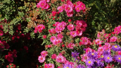 Aster nowobelgijski Andenken am Alma Pötschke Aster novi-belgii 1l