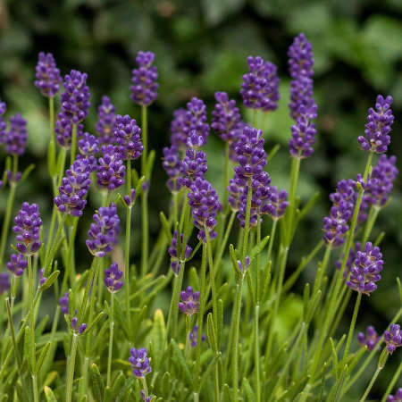 Lawenda Wąskolistna Thumbelina Leigh Lavandula Angustifolia 9