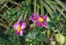 Zawilec Japoński Splendens Anemone Hupehensis 9