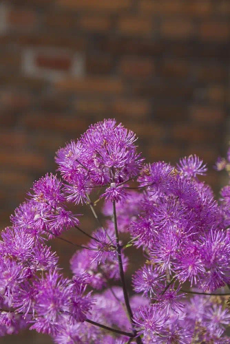 Rutewka Orlikolostna Black Stockings Thalictrum Aqulegiifolium