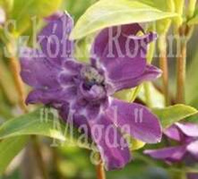 Barwinek pospolity Multiplex Vinca Minor 9