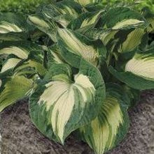 Funkia Golden Meadows Hosta  1l