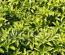 Runianka japońska Green Carpet Pachysandra Terminalis 1l