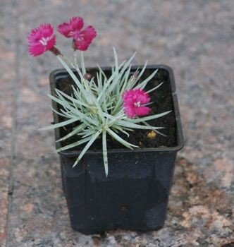 Goździk siny Dobromierz Dianthus gratianopolitanus 9