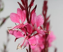 Gaura Flamingo Pink Gaura lindheimeri 1l