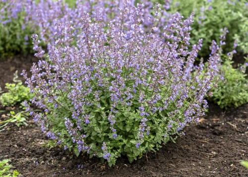 Kocimiętka Purrsian Blue Nepeta 9