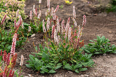 Rdest Darjeeling Red Persicaria affinis 1l