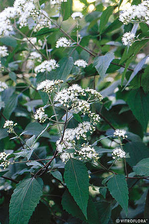 Sadziec purpurowy Chocolate  Eupatorium purpureum 9