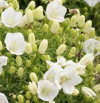 Dzwonek karpacki White Clips Campanula carpatica