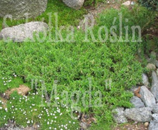 Floks szydlasty Fort hill Phlox subulata
