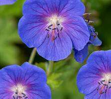 Bodziszek himalajski Baby Blue Geranium himalayense