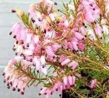 Wrzosiec wiosenny Spingwood Pink Erica carnea 9