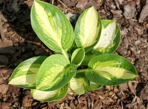 Funkia Warwick Comet Hosta 2l