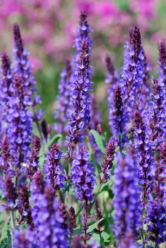 Szałwia omszona Blue Field Salvia nemorosa