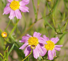 Nachyłek różowy American Dream Coreopsis rosea 9