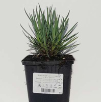 Goździk pierzasty Iced Gem Dianthus plumarius 9 