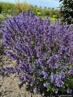 Kocimiętka Purrsian Blue Nepeta 9