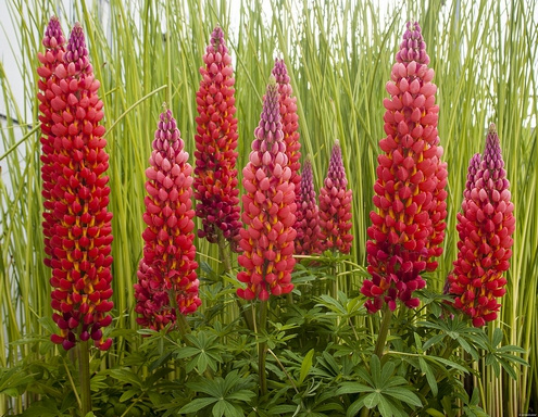Łubin Towering Inferno Lupinus hybrida