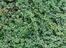 Macierzanka wczesna Pseudolanuginosus Thymus Praecox