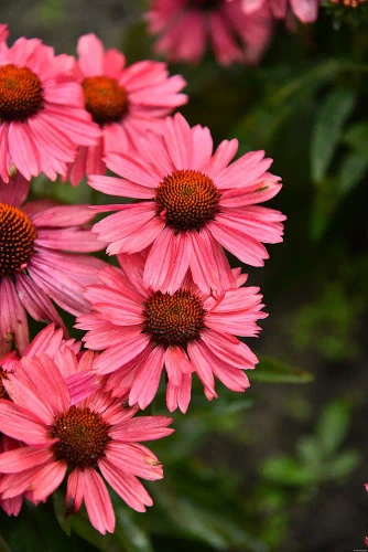 Jeżówka Meditation Cerise Echinacea 0,5l