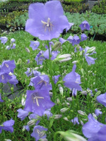 Dzwonek Brzoskwiniolistny Blue Campanula Persicifolia 