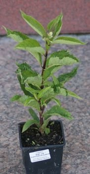 Sadziec purpurowy Baby Joe Eupatorium purpureum 0,5 - 1l