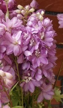 Ostróżka ogrodowa Astolat Delphinium Pacific 1l