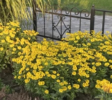 Dzielżan jesienny Sombrero Helenium Autumnale 1l