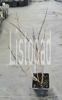 Jaśminowiec Innocence Philadelphus 1l