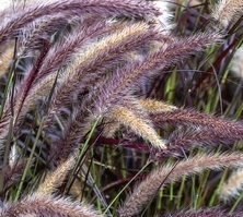 Rozplenica japońska Little Rubin Pennisetum Aleopecuroides 9