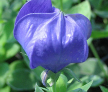 Rozwar wielkokwiatowy Astra Blue Platycodon grandiflorus