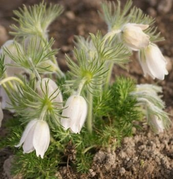 Sasanka Alba Anemone Pulsatilla