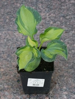 Funkia Golden Meadows Hosta  1l