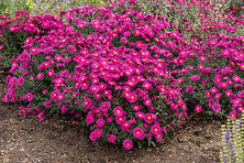 Aster nowobelgijski Neron Aster novi- belgii 