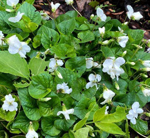 Fiołek motylkowaty Albiflora Viola sororia 9