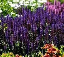 Szałwia omszona Midnight Purple Salvia nemorosa 