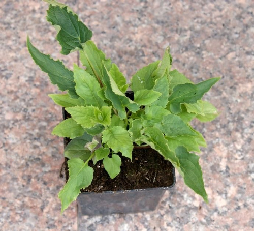 Dzwonek jednostronny Campbell Blue Campanula rapunculoides 9-1l