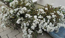 Sadziec purpurowy Chocolate  Eupatorium purpureum 9