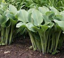 Funkia mieszanka Hosta1l