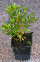 Azalia japońska Geisha Orange Azalea japonicum 11
