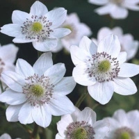 Zawilec Leveillei Anemone Leveillei