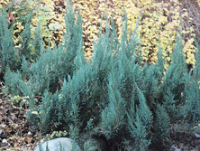 Jałowiec płożący Alpina Juniperus horizontalis 1l