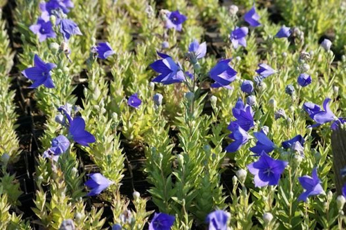Rozwar wielkokwiatowy Astra Blue Platycodon grandiflorus