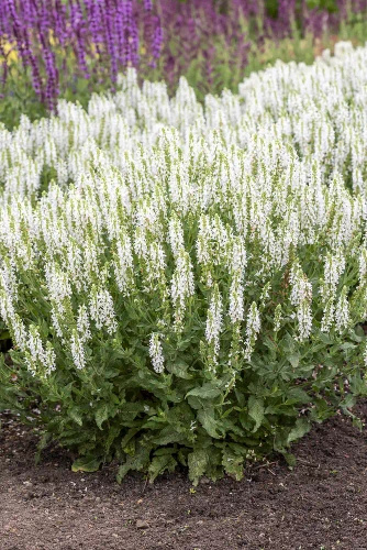 Szałwia omszona Alba (Adrian) Salvia nemorosa