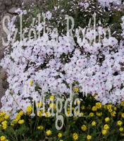 Floks szydlasty Amazing Grace Phlox subulata 9