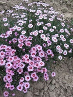 Goździk alpejski Alwodii Dianthus alpinus
