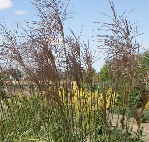 Miskant Chiński Malepartus Miscanthus Sinensis 1l