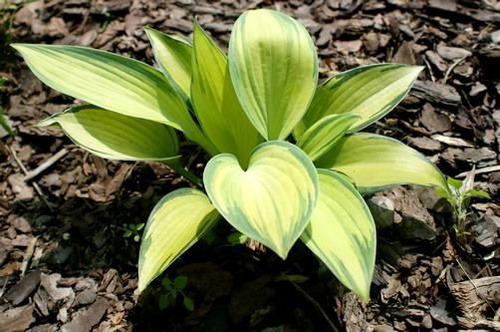 Funkia June Hosta 1l